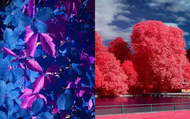 INFRARED Nikon BODY | Exclusive BLUE & AEROCHROME | IR Full spectrum IR DSLR